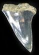 Fossil Mako (Isurus escheri) Shark Tooth - Holland #24370-1